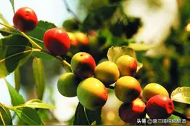 唐三镜张思漫：白酒技术-红枣枸杞酒的制作方法和功效图片