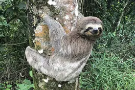 这种动物，是树懒还是树獭？图片