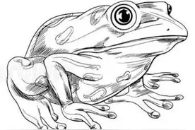 嘴馋惹祸！宁海两男子抓了17只野生石蛙，涉嫌非法狩猎图片