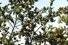 东方橄榄油—山茶油图片
