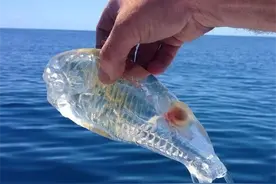 28张你可能没见过的动物照片，打开了新世界的大门图片