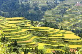 贵州大山中发现大片金黄梯田，山上是苗寨山下是梯田，极为壮观图片