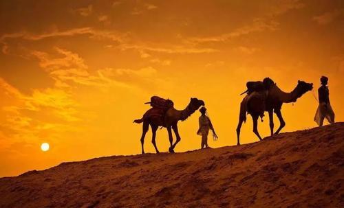 开辟新大道:骆驼这一西域"洋"品种是如何输入到中原的