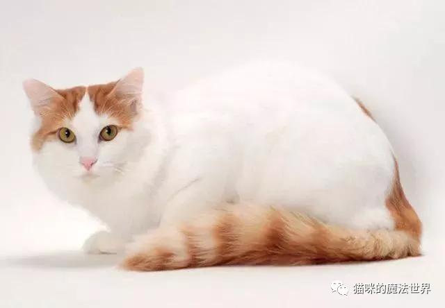 土耳其安卡拉猫 土耳其安哥拉猫和狮子猫的区别(图10) 土耳其安卡拉猫 土耳其安哥拉猫和狮子猫的区别(图10)