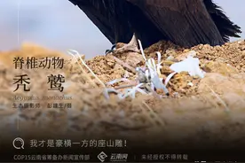 【云南生物多样性数字化百科图谱】脊椎动物·秃鹫：我才是豪横一方的座山雕图片