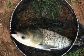 钓鲢鳙盘老板：一时爽的背后，带来多数钓友的悲凉图片