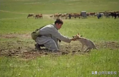 关于演绎狼的电影你知道哪些？