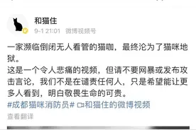 猫咖半月无人管沦为猫咪地狱，志愿者称不想去网暴，而是希望推动伴侣动物反虐待法确立图片