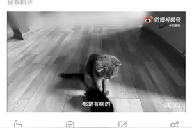 猫咖半月无人管沦为猫咪地狱，志愿者称不想去网暴，而是希望推动伴侣动物反虐待法确立图片