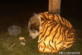 15岁老狗晚年凄凉，用一生守护主人，却没换来善待，被遗弃在街头图片