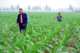 玉米叶面喷施尿素，30斤水兑多少尿素，玉米用什么叶面肥产量高图片