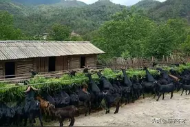 农民选址羊场的建设，从业人给大家一些实际的经验图片