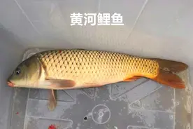 “真”的黄河大鲤鱼究竟是个啥？和鲤鱼差别太大了图片
