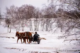 曾经的牛车、马车、毛驴车图片