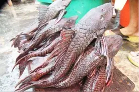 南美“毁灭性”鱼类入侵中国，竟在下水道存活，网友说：不敢吃图片