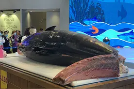 或值300万！上海706斤“金枪鱼王”亮相，有何特点？为何这么贵？图片