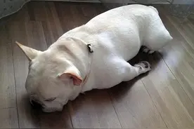 狗狗睡觉时这4种异常表现，说明它生病了图片