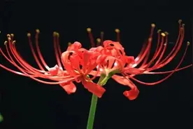 彼岸花，其实就是石蒜，南方普通的一种花而已，没那么可怕图片