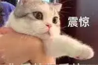 闻过猫屁的人，都看不起炫耀自己能吃螺蛳粉、臭豆腐的人图片