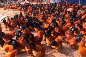 一个六零后农民的自述图片