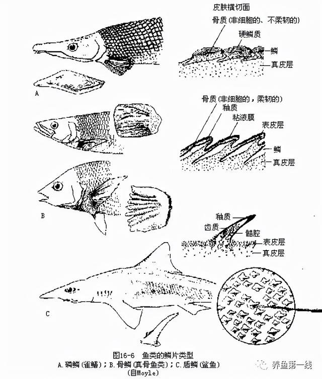 鱼鳞由什么组成