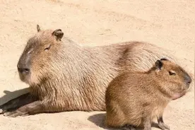 “万人迷”水豚：动物界的零食售卖机图片