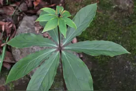 宁波茶山一原生态沟谷，溪深境幽宝满地图片