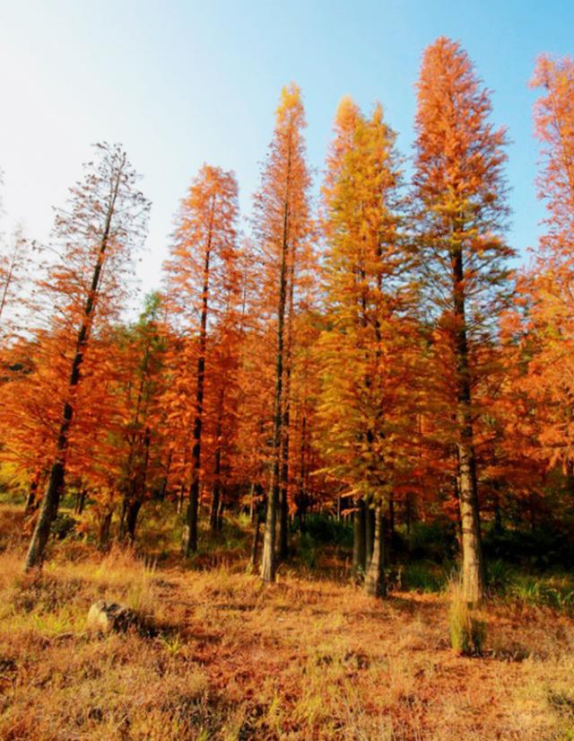 只有10%广东人才知道的粤北“云海天池红叶”，让人一眼沦陷