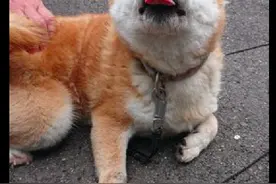 狗狗每次散步后，都要主人抱着它回家，计谋得逞胜利笑容太坏了图片