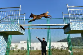 铜陵：与犬共舞 青春无悔图片