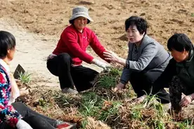 陕西合阳“劳模女村支书”雷温芳：“不忘初心”赢得拥戴图片