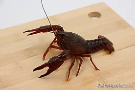 小龙虾入侵有多恐怖？泛滥日本94年，为何现在才禁止？有猫腻图片