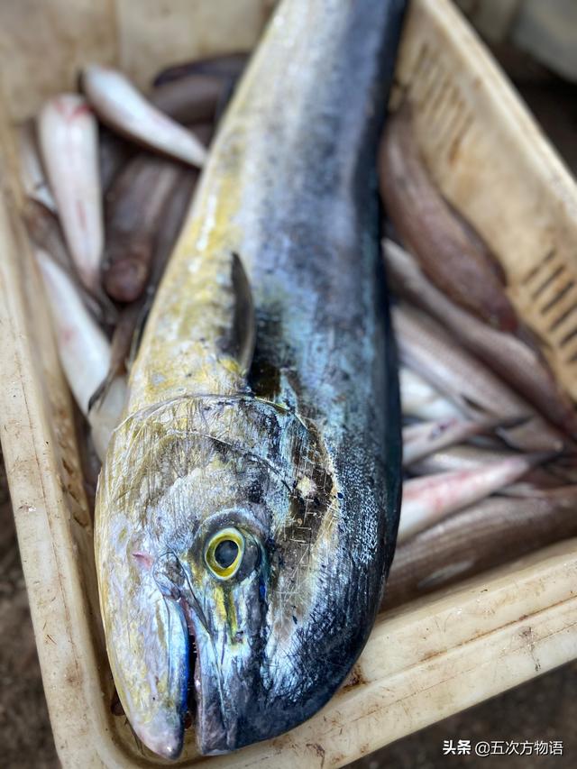 花马胶鱼 花胶鱼和马胶鱼的区别