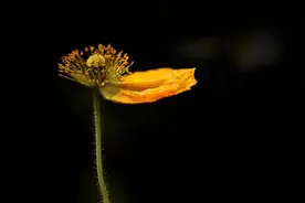 黑色背景照片怎么拍？这4种拍摄方法轻松来实现图片