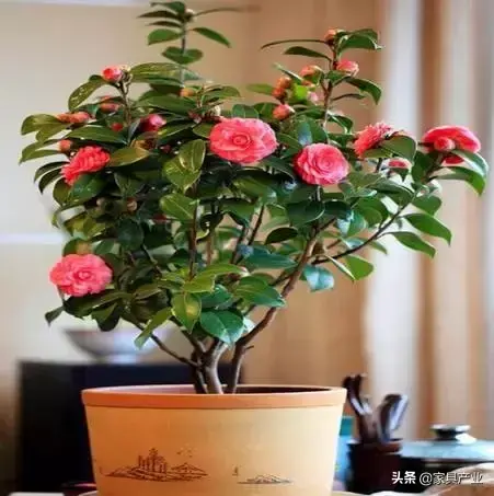 家里有个吸烟的人？这8种花可以帮你吸走烟气