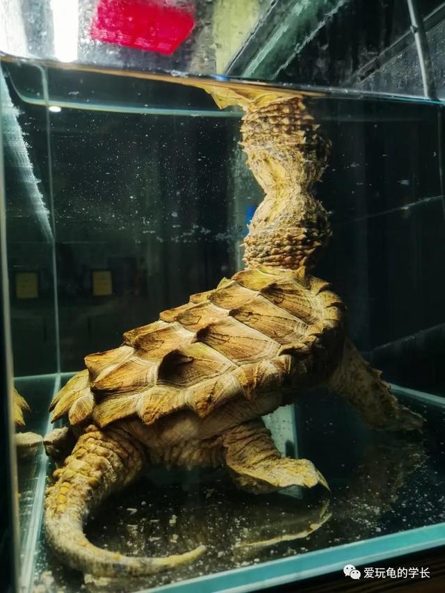 真鳄龟吃什么(鳄龟吃什么有助于他快速生长)_牧林森宠物网