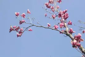 春日醉海棠图片