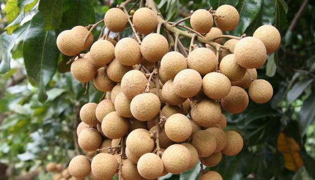带你了解不一样的水果—龙眼，美味水果之一