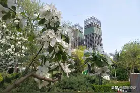 2021年北京购房，首付350万，西城海淀你竟然不考虑学区？图片