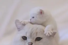 粘人的小猫咪，麻麻陪你长大图片
