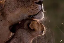放一组动物美图，坚定的母爱 不分人类或动物图片