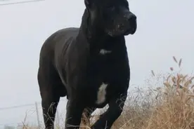 凶猛的普雷萨犬，更像是野兽，是犬中的“F-35”!图片