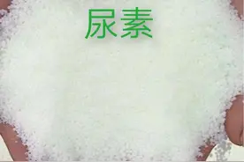 尿素涨价农民用不起，农资店不赚钱，销售有替代品吗？图片