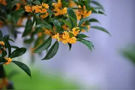 桂花情愫～图片