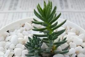 塔松多肉植物该如何养殖？图片