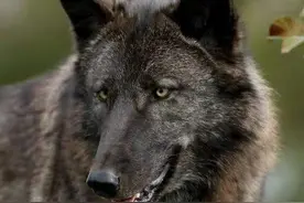 民国十八年年馑纪事•大饥荒中的土匪图片