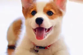 柯基犬多少钱一只？图片