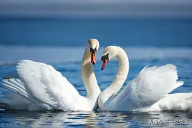 癞蛤蟆与天鹅的爱情，如易碎的花瓶，婚姻需门当户对也不无道理图片