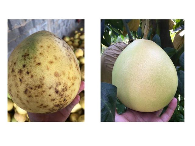 很多人对柑橘着色、增甜一知半解！掌握原理，才能根本解决问题