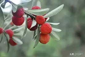 又是一年杨梅熟！蒲江杨梅采摘指南请收好.doc图片